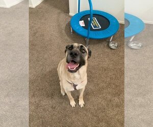 Sydney - Female Anatolian Shepherd-Unknown Mix Dog for Adoption - Photo #4