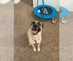 Small #3 Anatolian Shepherd Mix
