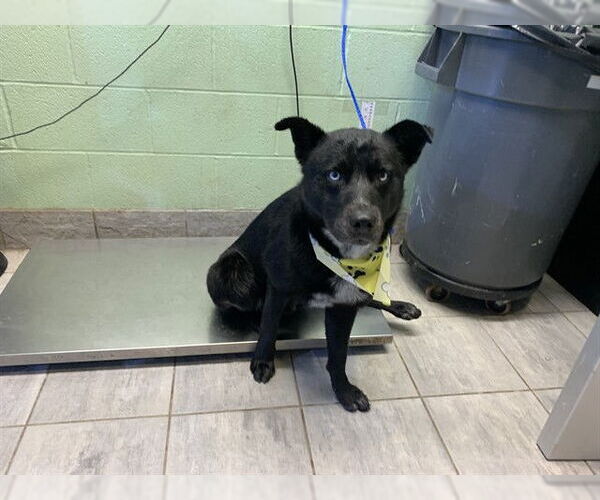 Medium Photo #1 Labsky Puppy For Sale in Grand Prairie, TX, USA