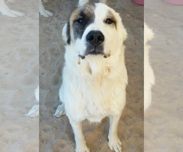 Medium Photo #6 Anatolian Shepherd-Great Pyrenees Mix Puppy For Sale in PEYTON, CO, USA