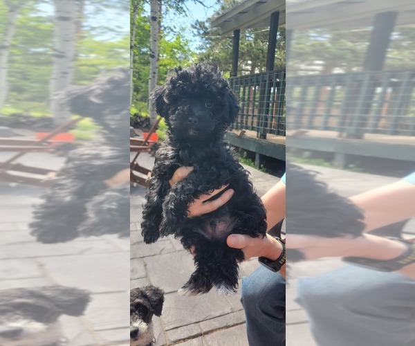 Medium Photo #10 Poodle (Toy) Puppy For Sale in MORRISON, CO, USA