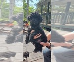 Puppy Buddy Poodle (Toy)