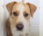 Small #1 Parson Russell Terrier Mix