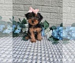 Small #2 Yorkshire Terrier