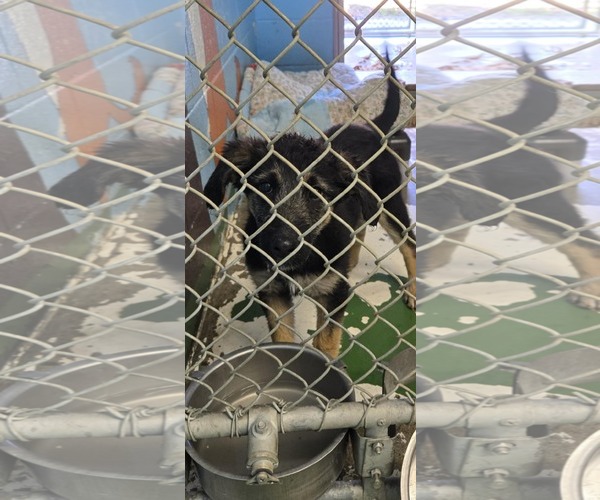 Medium Photo #2 German Shepherd Dog-Unknown Mix Puppy For Sale in Rustburg, VA, USA