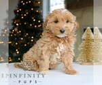 Small #1 Goldendoodle (Miniature)