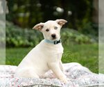 Small Photo #1 Retriever -Unknown Mix Puppy For Sale in Marina Del Rey, CA, USA