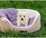 Small #13 Labrador Retriever
