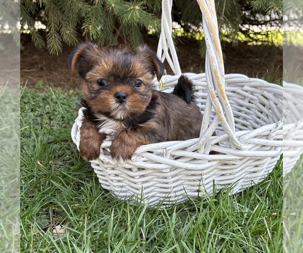 Medium Photo #2 Shorkie Tzu Puppy For Sale in MIDDLEBURY, IN, USA