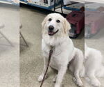 Small #1 Golden Retriever Mix
