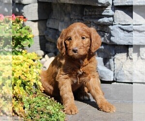 Labradoodle-Poodle (Standard) Mix Puppy for sale in RONKS, PA, USA