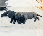 Small Photo #18 Labrador Retriever Puppy For Sale in MANTECA, CA, USA