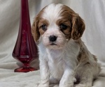 Small #10 Cavalier King Charles Spaniel