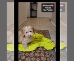 Small #2 Poodle (Toy)