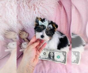 Yorkshire Terrier Puppy for sale in THONOTOSASSA, FL, USA