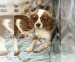 Small Cavalier King Charles Spaniel