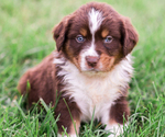 Small Photo #1 Australian Shepherd Puppy For Sale in ARODA, VA, USA