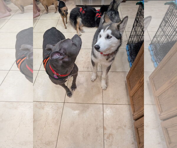 Medium Photo #8 Siberian Husky-Unknown Mix Puppy For Sale in Aurora, CO, USA