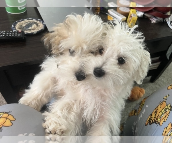 Medium Photo #9 Maltese-Schnoodle (Miniature) Mix Puppy For Sale in PUEBLO WEST, CO, USA