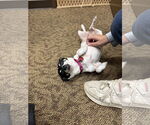 Small #4 Rat Terrier