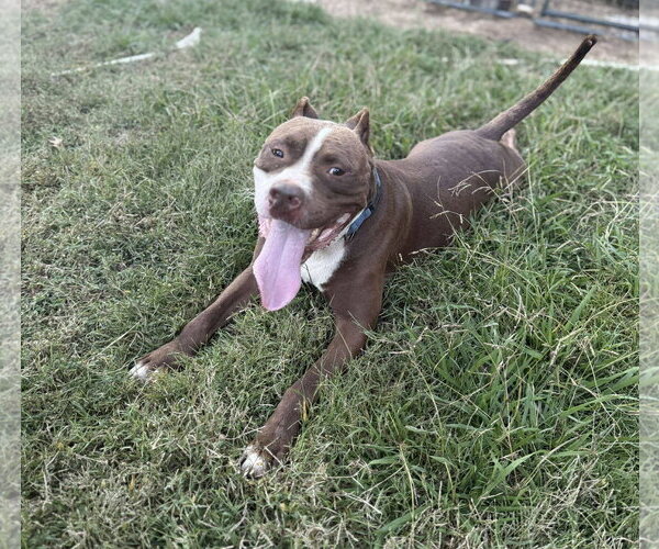 Medium Photo #6 American Pit Bull Terrier-Unknown Mix Puppy For Sale in Germantown, OH, USA