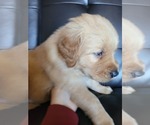 Small Photo #13 Golden Retriever Puppy For Sale in BELLINGHAM, WA, USA