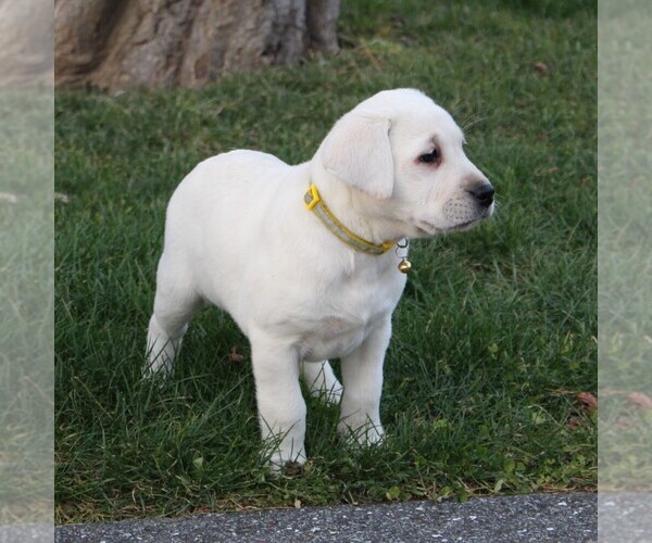 Medium Photo #10 Labrador Retriever Puppy For Sale in LEOLA, PA, USA