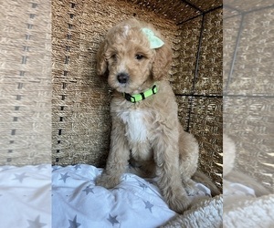 Goldendoodle Puppy for sale in ANTIOCH, CA, USA