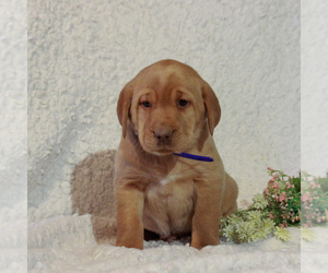 Labrador Retriever Puppy for sale in BERNVILLE, PA, USA