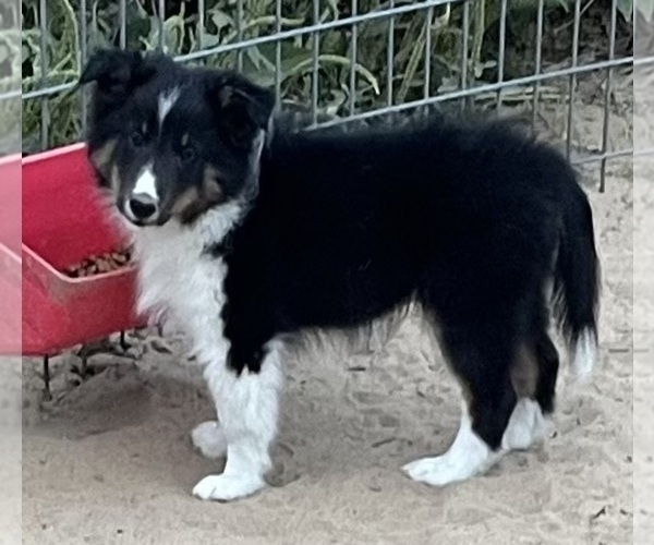 Medium Photo #26 Shetland Sheepdog Puppy For Sale in FORT MORGAN, CO, USA