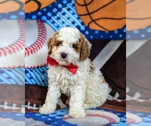 Cockapoo-Poodle (Miniature) Mix Puppy for sale in BIRD IN HAND, PA, USA