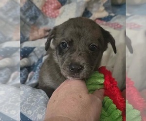 Cairn Terrier-Unknown Mix Dogs for adoption in Oakhurst, NJ, USA