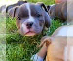 Small Photo #5 American Bully Puppy For Sale in OLYMPIA, WA, USA