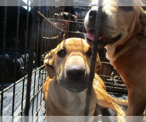 Labrador Retriever Dogs for adoption in Ocala, FL, USA