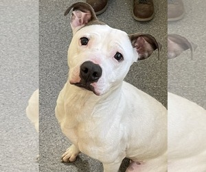 Mutt Dogs for adoption in Low Moor, VA, USA