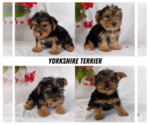 Image preview for Ad Listing. Nickname: Litter of 4