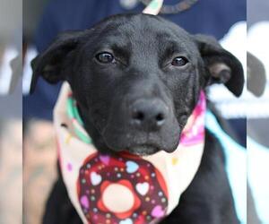 Mutt Dogs for adoption in San Antonio, TX, USA