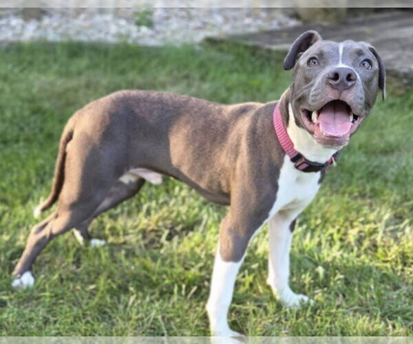 Medium Photo #2 American Pit Bull Terrier-Unknown Mix Puppy For Sale in Germantown, OH, USA