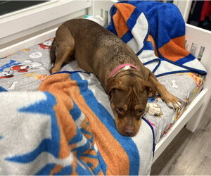 Ruby (fka Sarah) - Female American Staffordshire Terrier-Unknown Mix Dog for Adoption - Photo #27