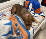 Small Photo #27 American Staffordshire Terrier-Unknown Mix Puppy For Sale in Brewster, NY, USA