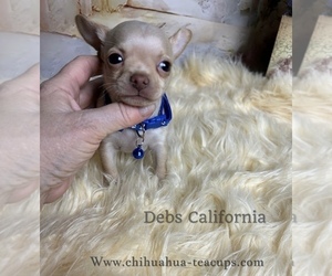 Chihuahua Puppy for Sale in TRACY, California USA