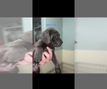 Small Photo #2 Cane Corso Puppy For Sale in DALE, TX, USA