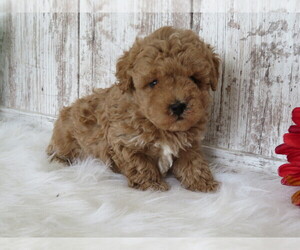 Poodle (Miniature) Puppy for sale in SHILOH, OH, USA