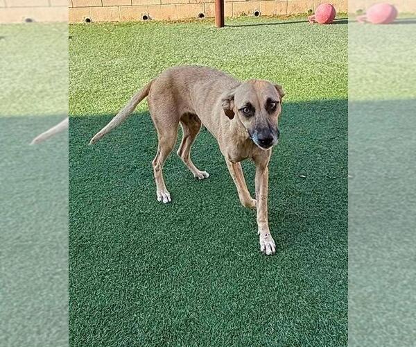Medium Photo #7 Black Mouth Cur-Unknown Mix Puppy For Sale in Rockwall, TX, USA