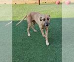 Small #6 Black Mouth Cur Mix