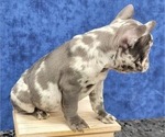Small Photo #18 French Bulldog Puppy For Sale in BLAKESBURG, IA, USA