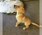 Small Photo #2 Labrador Retriever-Unknown Mix Puppy For Sale in MACON, GA, USA