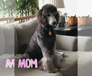 Mother of the Sheepadoodle puppies born on 07/31/2021