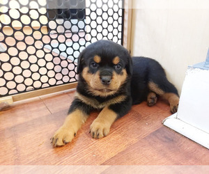 Medium Rottweiler