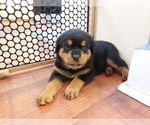 Puppy Puppy 4 Rottweiler